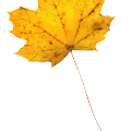 Fall Leaf 1
