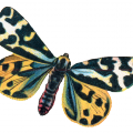 Butterfly 10 - A Digital Scrapbooking Shape Embellishment Asset by Marisa Lerin