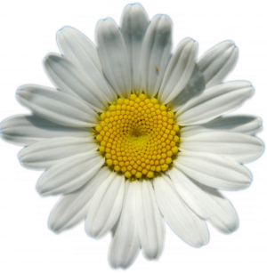 Daisy - a digital scrapbooking flower embellishment by Marisa Lerin