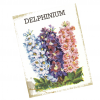 Delphinium Seed Packet