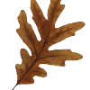 Fall Leaf 3